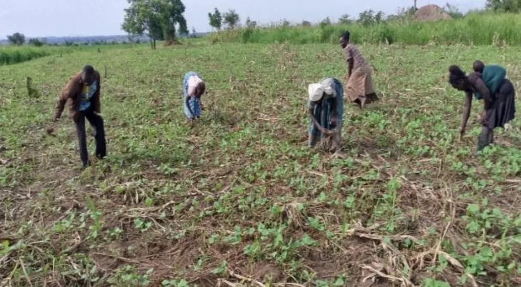 Organic Crop Planting